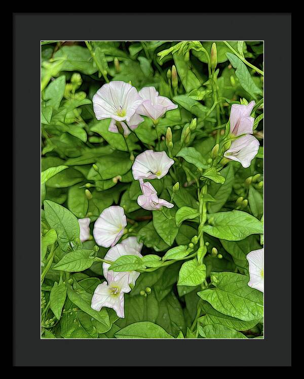 Morning Glories - Framed Print