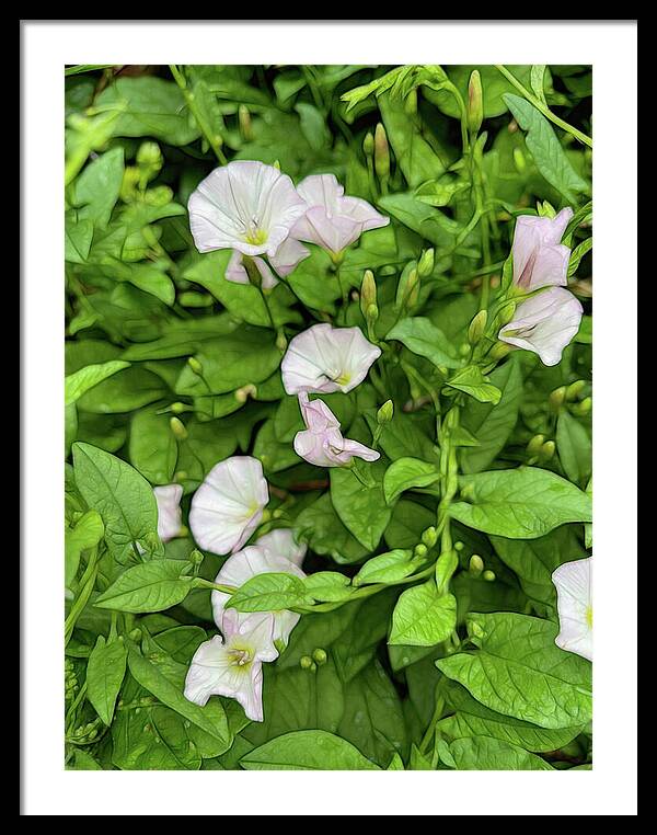 Morning Glories - Framed Print