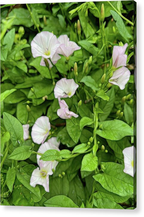 Morning Glories - Acrylic Print