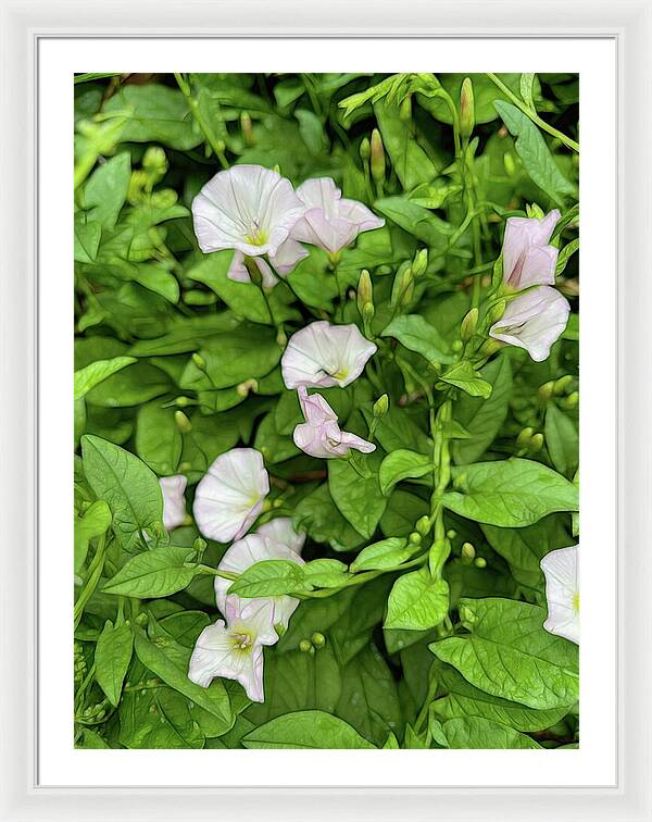 Morning Glories - Framed Print