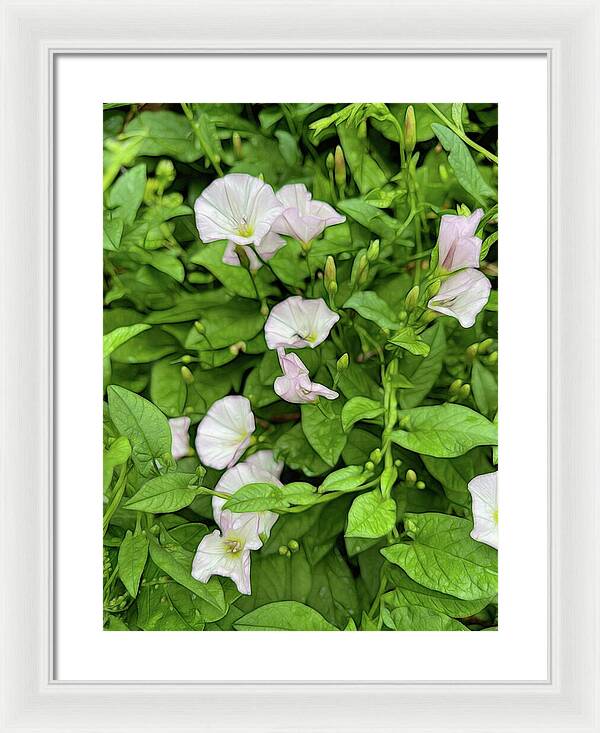 Morning Glories - Framed Print