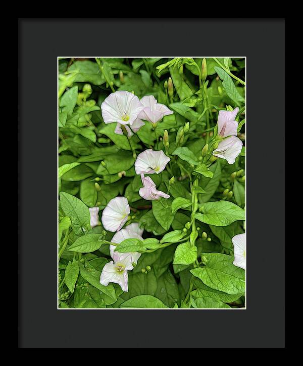 Morning Glories - Framed Print