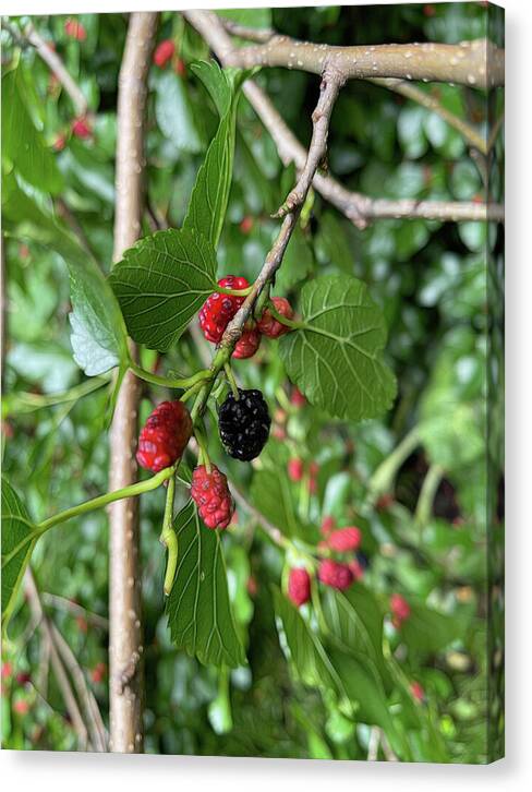 Mullberry Branch In Late June - Canvas Print