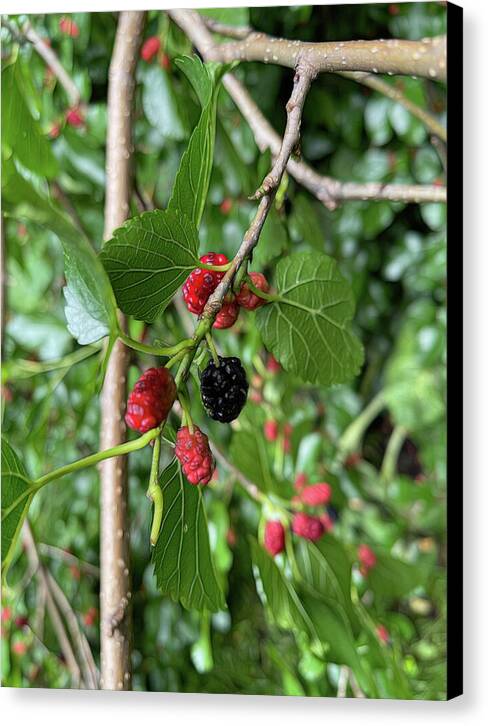 Mullberry Branch In Late June - Canvas Print