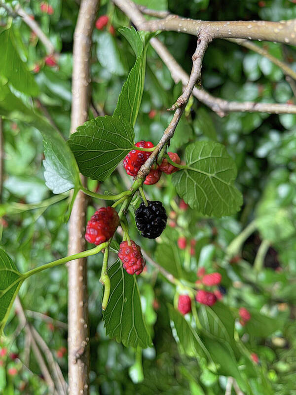 Mullberry Branch In Late June - Art Print