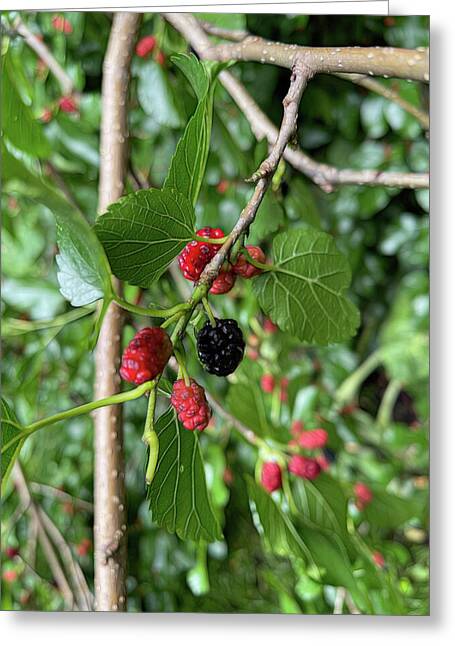 Mullberry Branch In Late June - Greeting Card