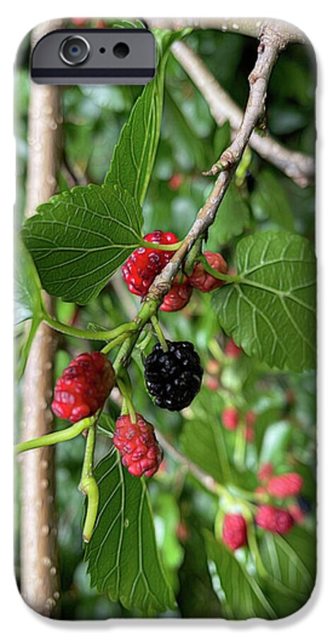 Mullberry Branch In Late June - Phone Case