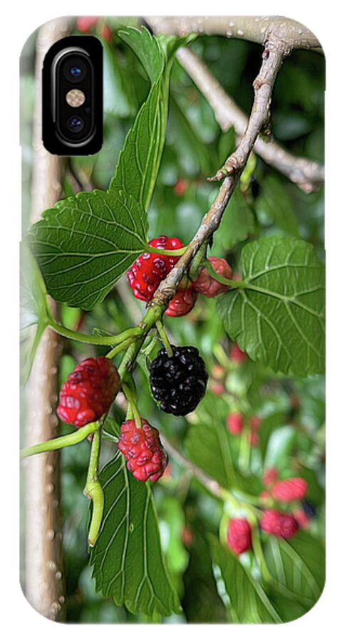 Mullberry Branch In Late June - Phone Case