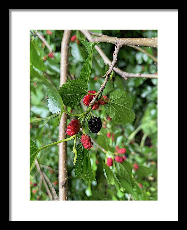 Mullberry Branch In Late June - Framed Print