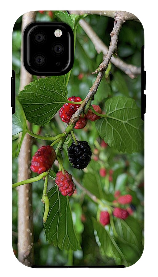 Mullberry Branch In Late June - Phone Case