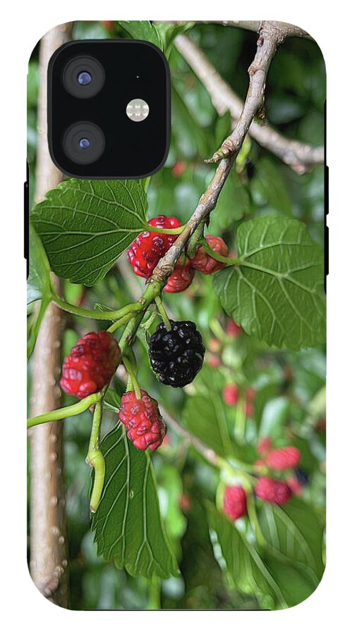 Mullberry Branch In Late June - Phone Case