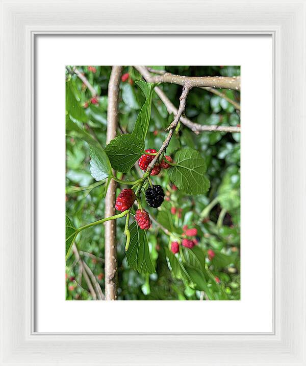 Mullberry Branch In Late June - Framed Print