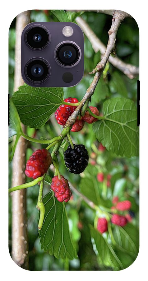 Mullberry Branch In Late June - Phone Case