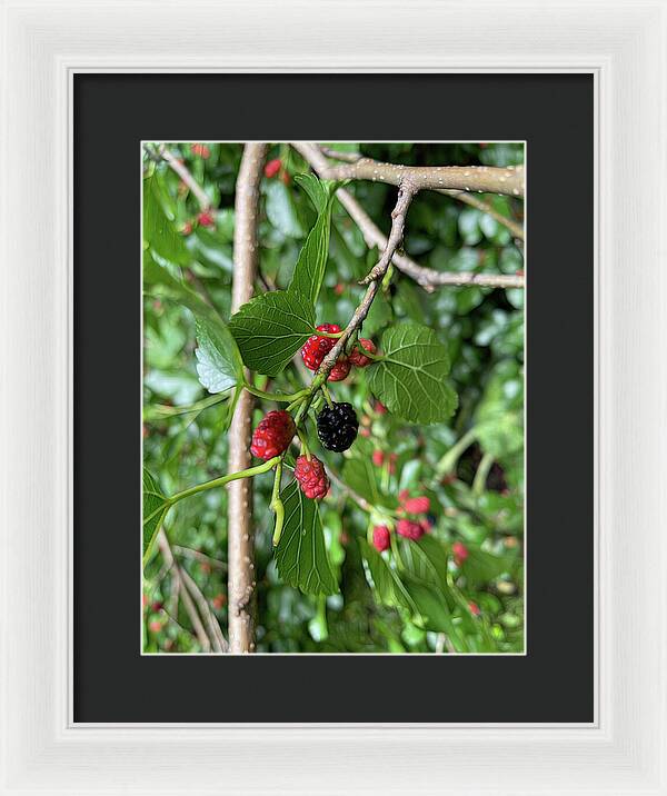 Mullberry Branch In Late June - Framed Print