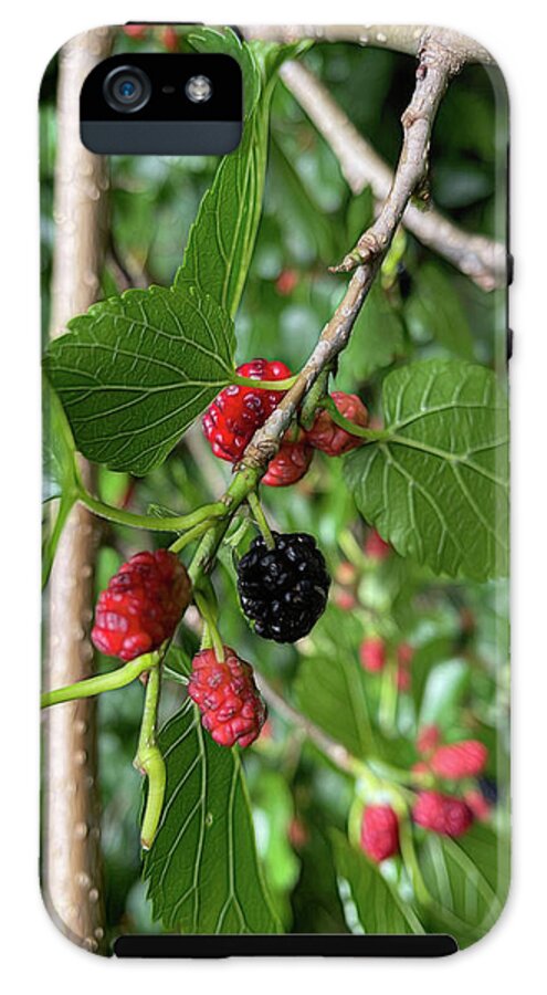 Mullberry Branch In Late June - Phone Case