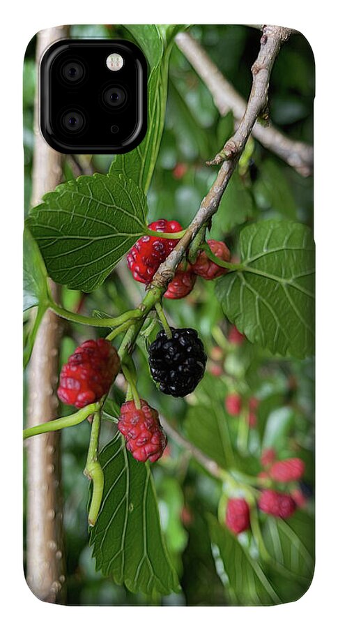 Mullberry Branch In Late June - Phone Case