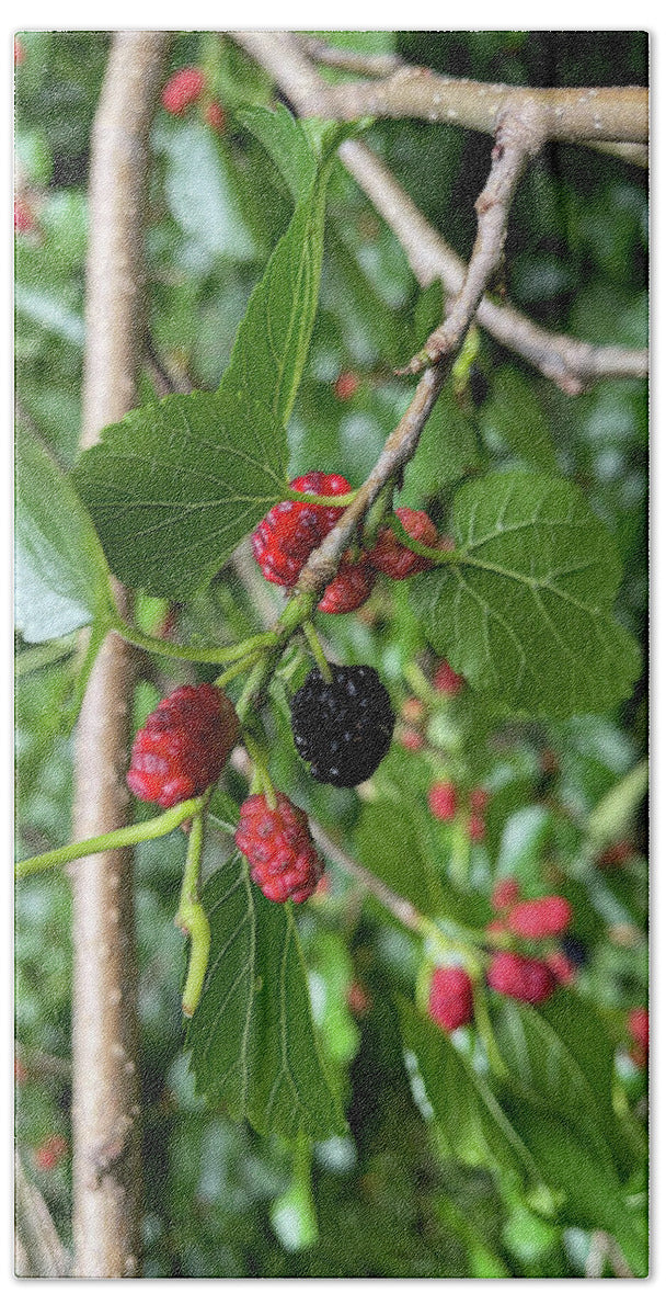 Mullberry Branch In Late June - Bath Towel