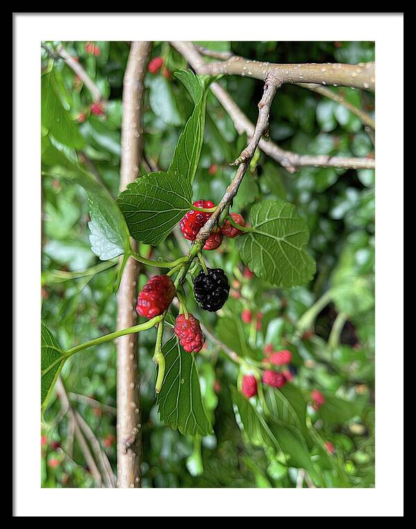 Mullberry Branch In Late June - Framed Print