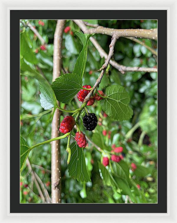 Mullberry Branch In Late June - Framed Print