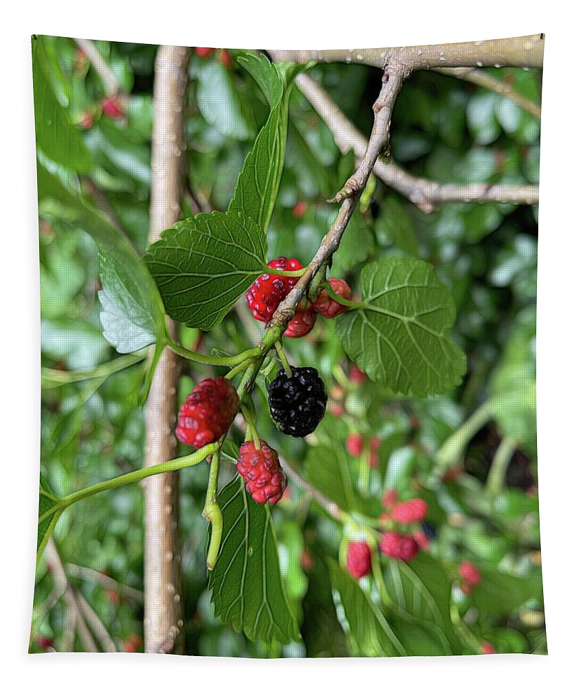 Mullberry Branch In Late June - Tapestry