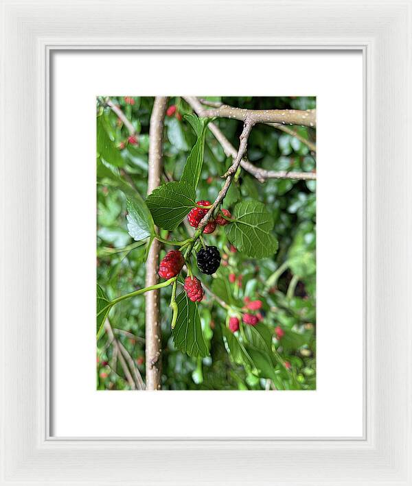 Mullberry Branch In Late June - Framed Print