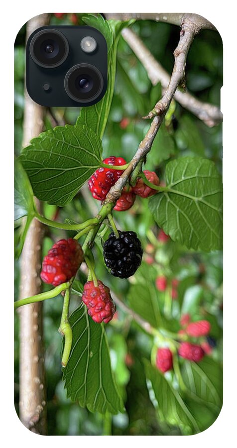 Mullberry Branch In Late June - Phone Case