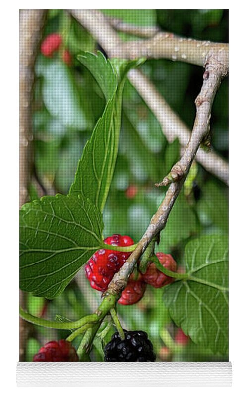 Mullberry Branch In Late June - Yoga Mat