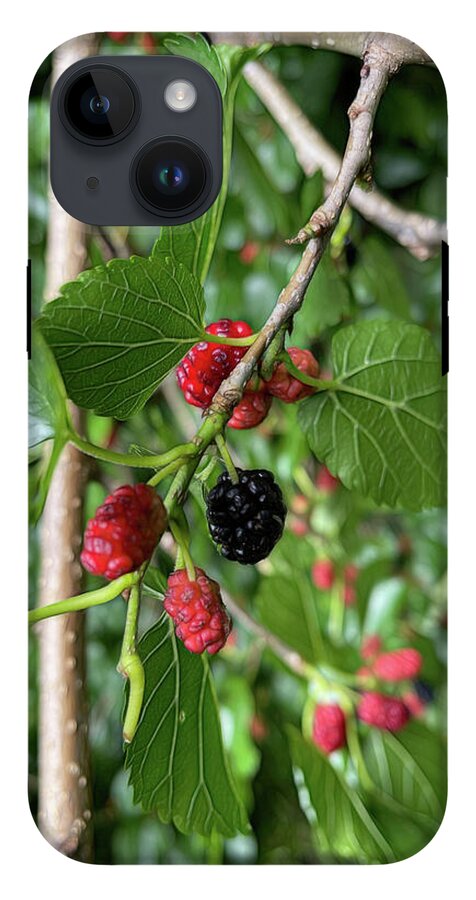 Mullberry Branch In Late June - Phone Case