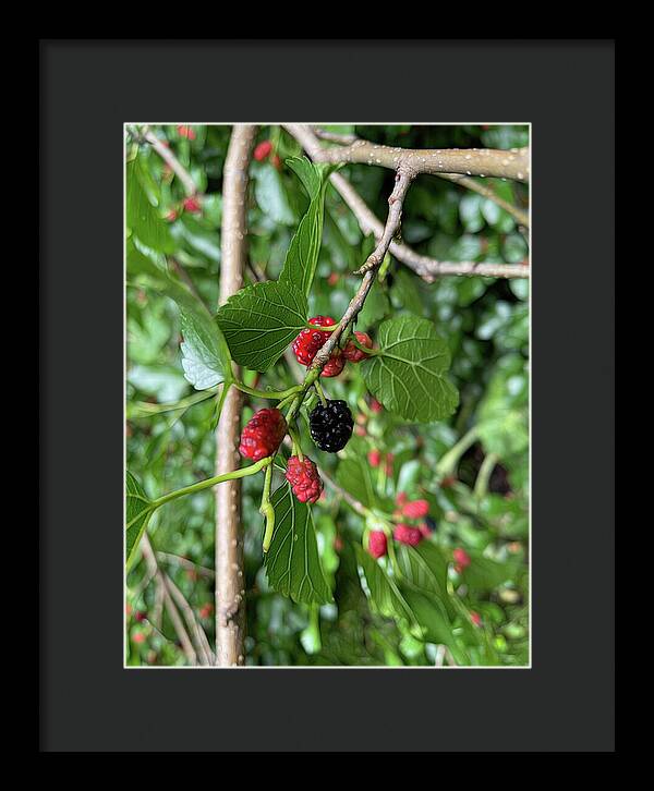 Mullberry Branch In Late June - Framed Print