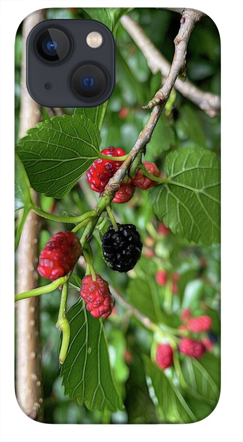 Mullberry Branch In Late June - Phone Case