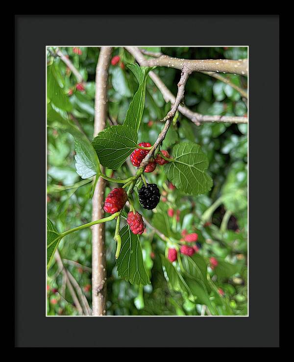 Mullberry Branch In Late June - Framed Print