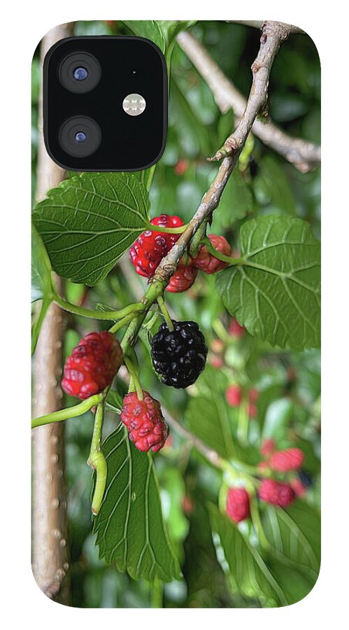 Mullberry Branch In Late June - Phone Case