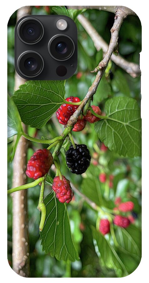 Mullberry Branch In Late June - Phone Case