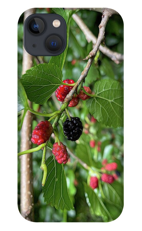 Mullberry Branch In Late June - Phone Case