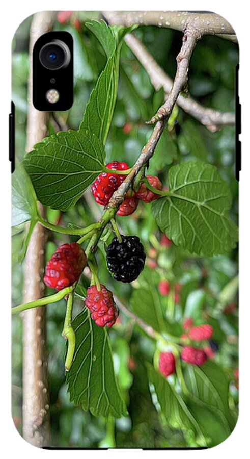 Mullberry Branch In Late June - Phone Case