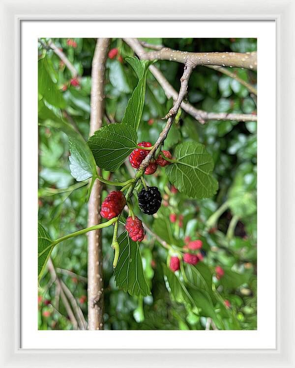 Mullberry Branch In Late June - Framed Print