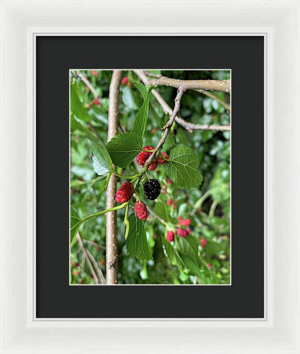 Mullberry Branch In Late June - Framed Print