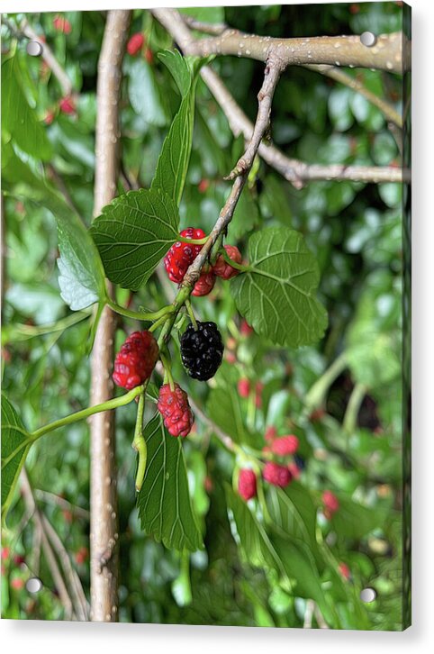 Mullberry Branch In Late June - Acrylic Print