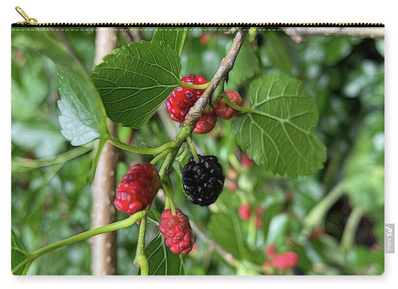 Mullberry Branch In Late June - Zip Pouch