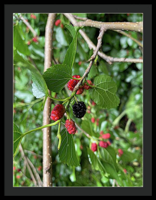 Mullberry Branch In Late June - Framed Print