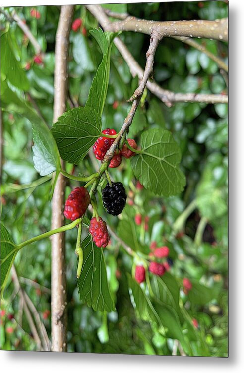 Mullberry Branch In Late June - Metal Print