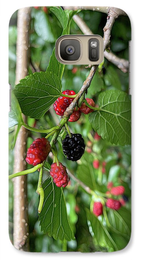 Mullberry Branch In Late June - Phone Case