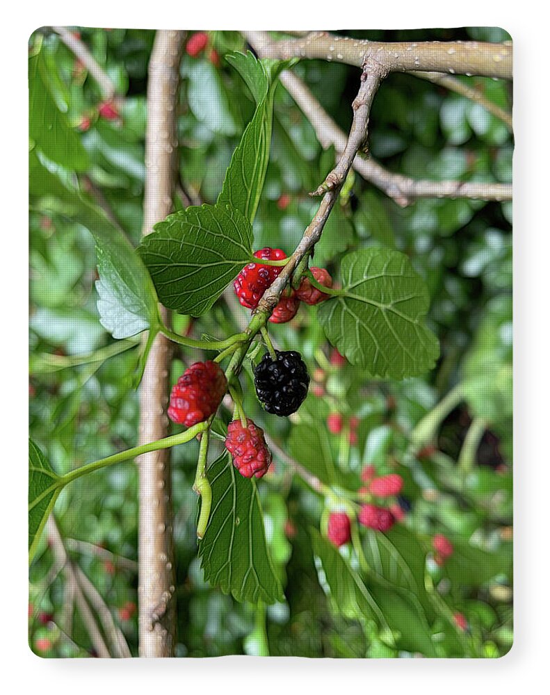 Mullberry Branch In Late June - Blanket