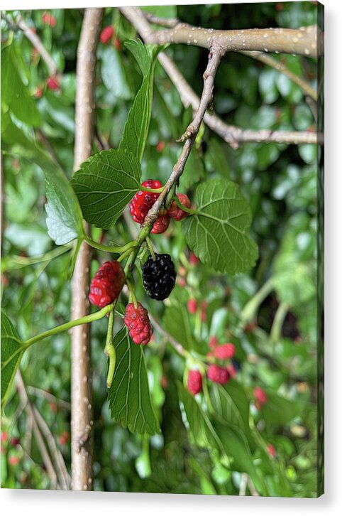 Mullberry Branch In Late June - Acrylic Print