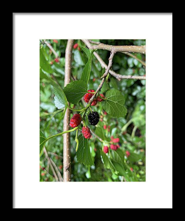 Mullberry Branch In Late June - Framed Print