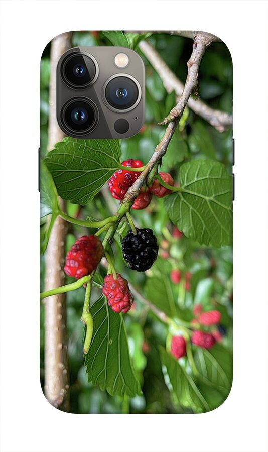 Mullberry Branch In Late June - Phone Case