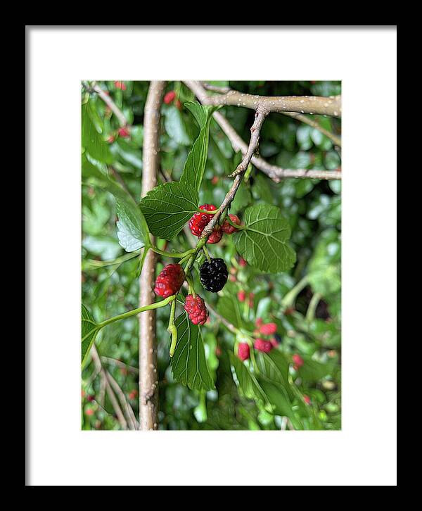 Mullberry Branch In Late June - Framed Print