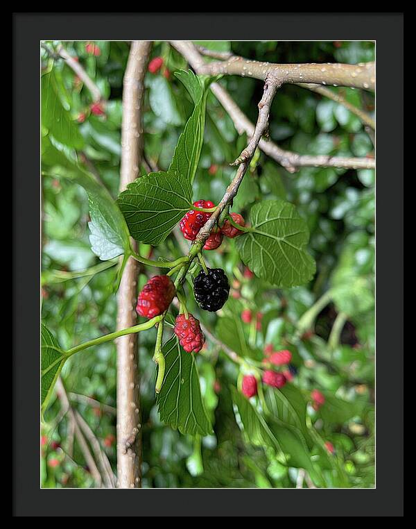 Mullberry Branch In Late June - Framed Print