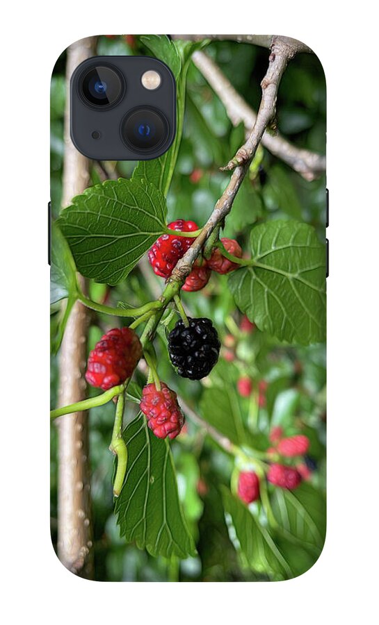 Mullberry Branch In Late June - Phone Case