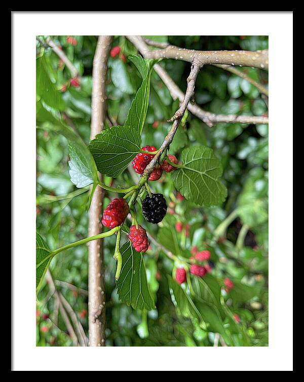 Mullberry Branch In Late June - Framed Print